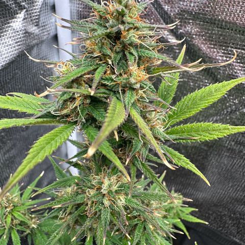 NLAF growlog timeline photo