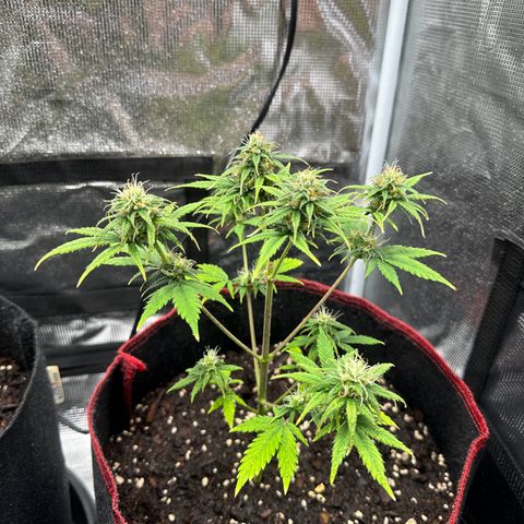 NLAF growlog timeline photo