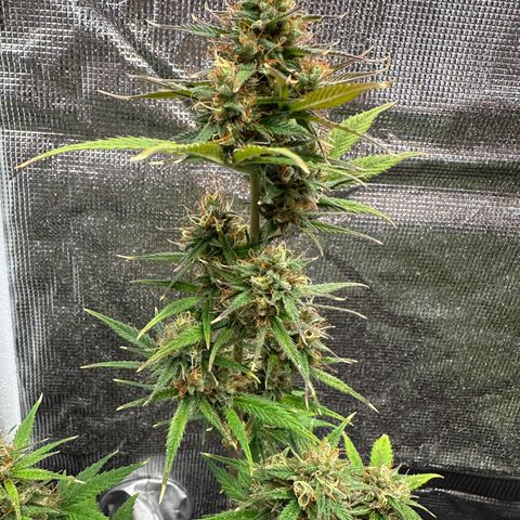 NLAF growlog timeline photo