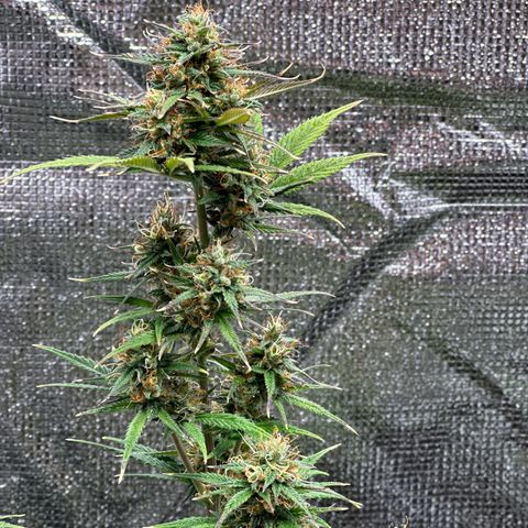 NLAF growlog timeline photo
