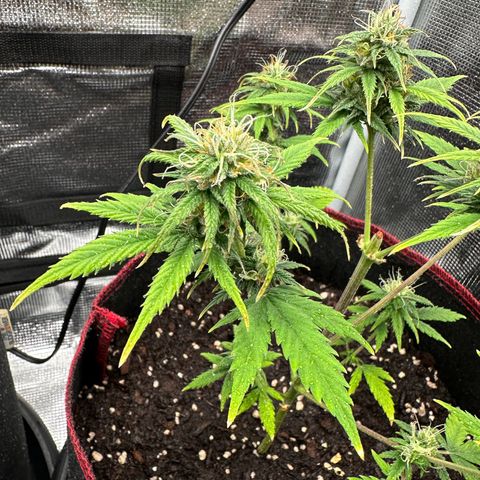NLAF growlog timeline photo