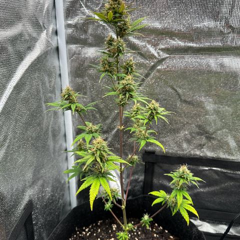 NLAF growlog timeline photo