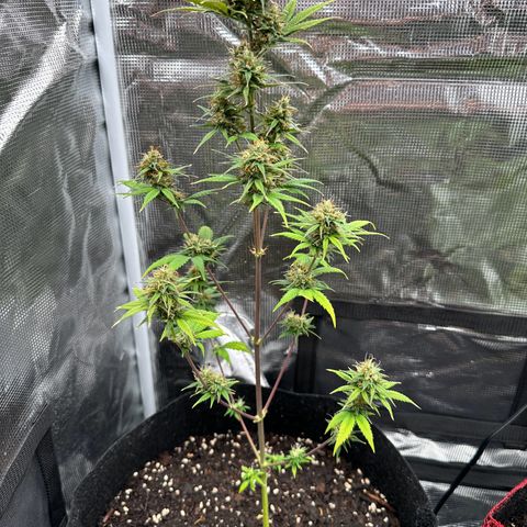NLAF growlog timeline photo