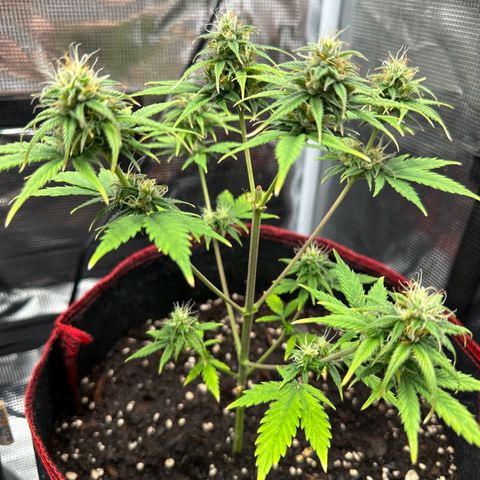 NLAF growlog timeline photo