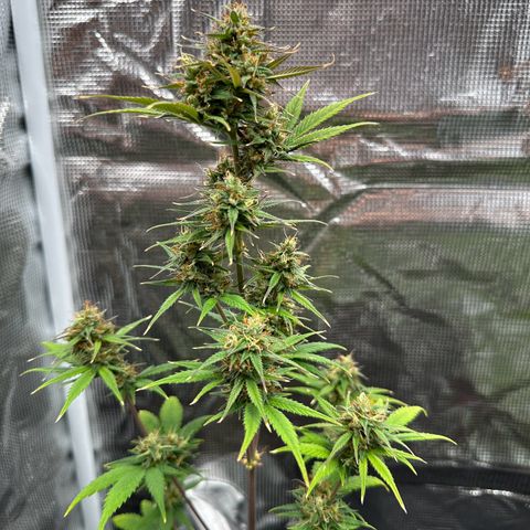 NLAF growlog timeline photo