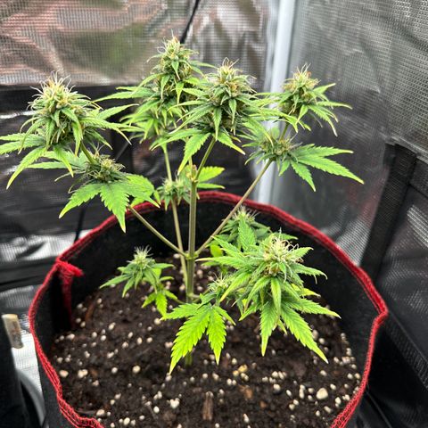NLAF growlog timeline photo