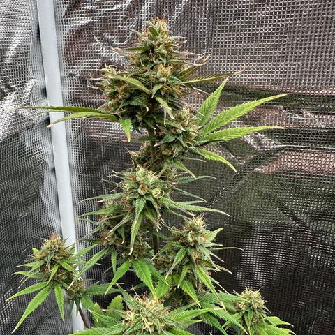 NLAF growlog timeline photo