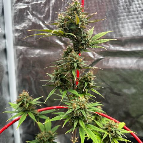 NLAF growlog timeline photo