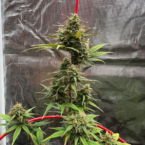 NLAF growlog timeline photo