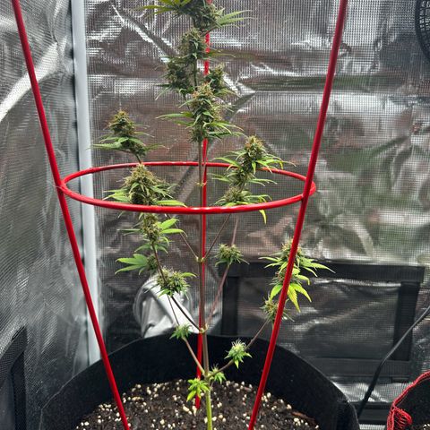 NLAF growlog timeline photo
