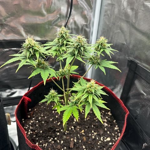 NLAF growlog timeline photo