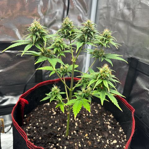 NLAF growlog timeline photo