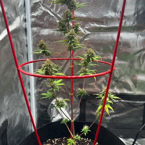 NLAF growlog timeline photo