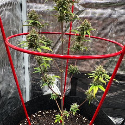 NLAF growlog timeline photo