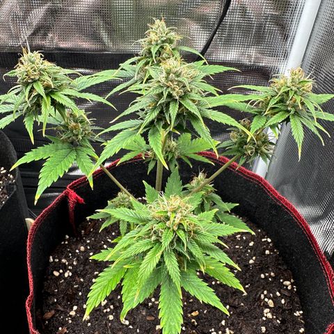 NLAF growlog timeline photo