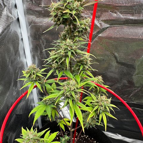 NLAF growlog timeline photo