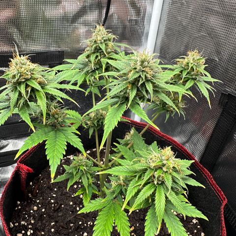 NLAF growlog timeline photo