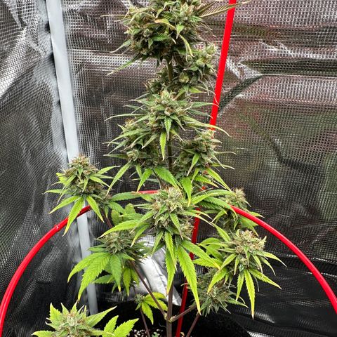 NLAF growlog timeline photo
