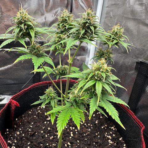 NLAF growlog timeline photo