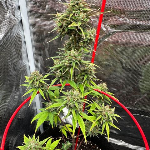 NLAF growlog timeline photo