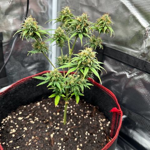 NLAF growlog timeline photo