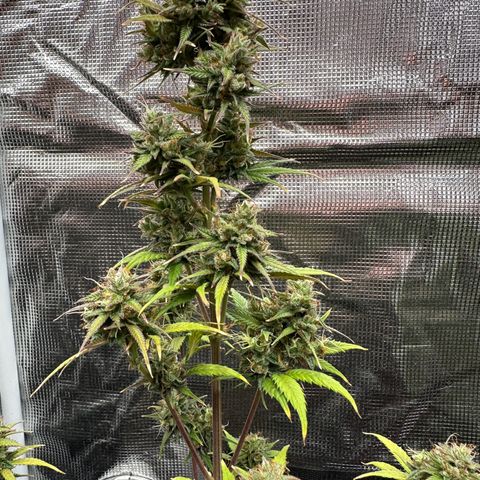 NLAF growlog timeline photo