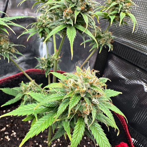 NLAF growlog timeline photo