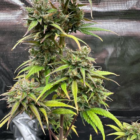 NLAF growlog timeline photo