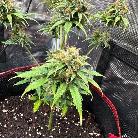 NLAF growlog timeline photo