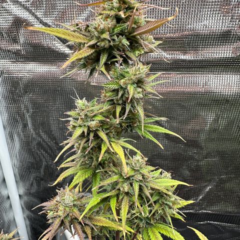 NLAF growlog timeline photo