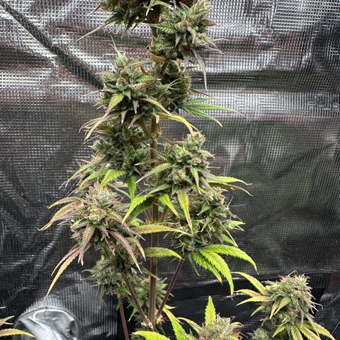 NLAF growlog timeline photo