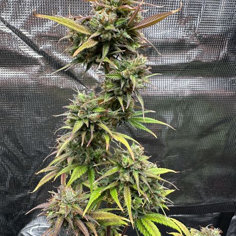 NLAF growlog timeline photo