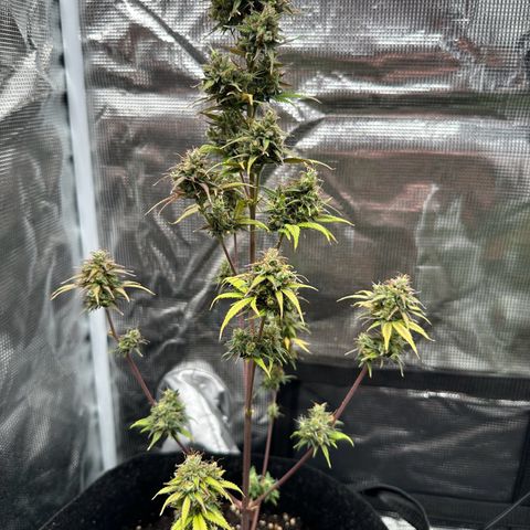 NLAF growlog timeline photo