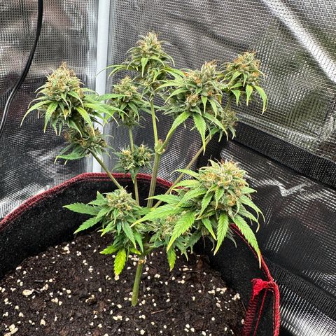 NLAF growlog timeline photo
