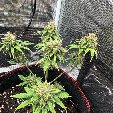 NLAF growlog timeline photo