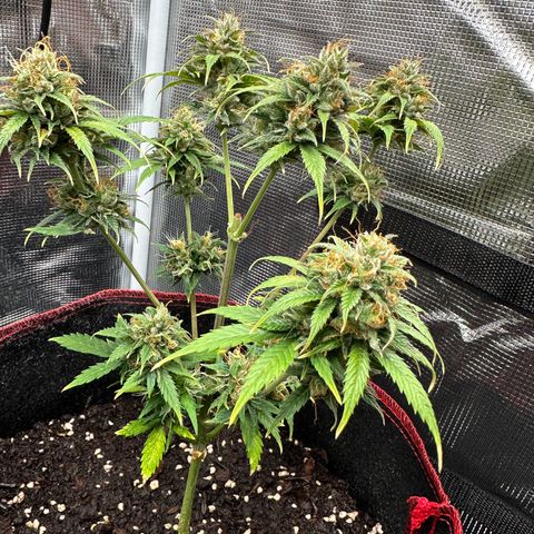 NLAF growlog timeline photo