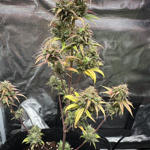 NLAF growlog timeline photo