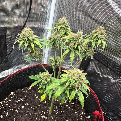 NLAF growlog timeline photo