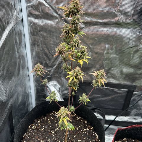 NLAF growlog timeline photo