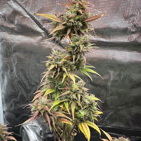 NLAF growlog timeline photo