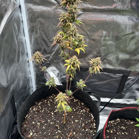 NLAF growlog timeline photo
