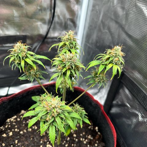 NLAF growlog timeline photo