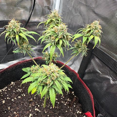 NLAF growlog timeline photo