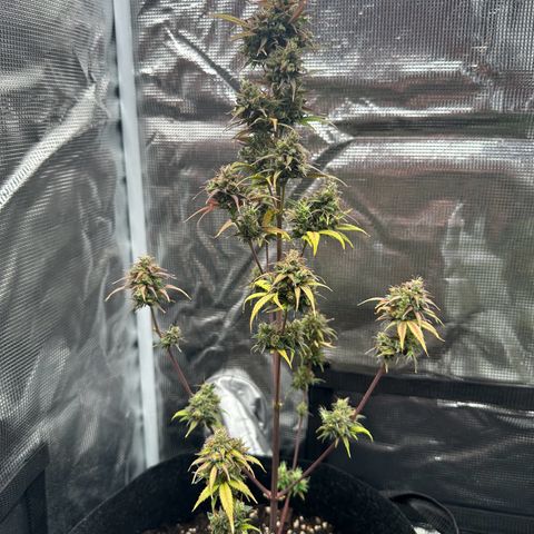 NLAF growlog timeline photo