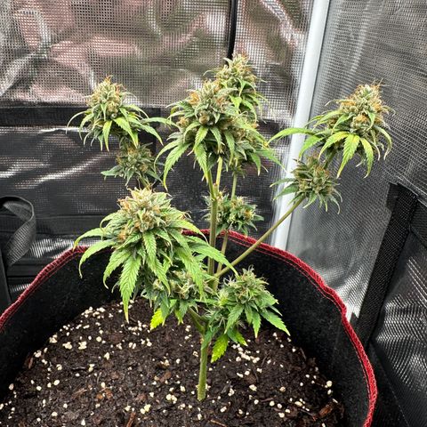 NLAF growlog timeline photo