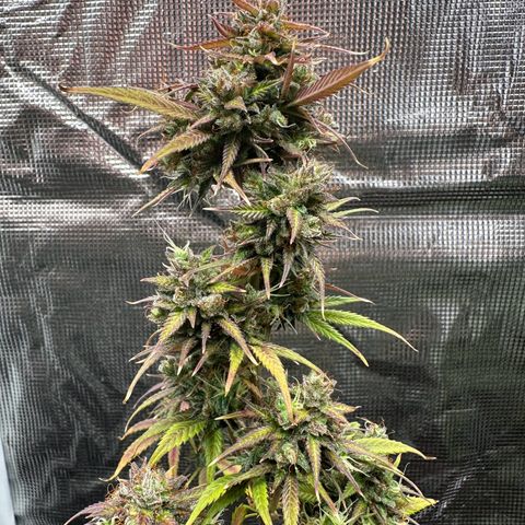 NLAF growlog timeline photo