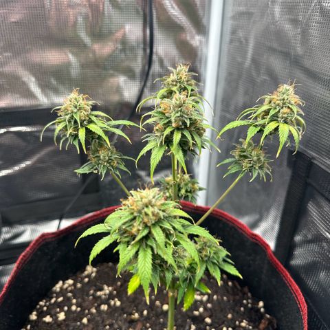 NLAF growlog timeline photo