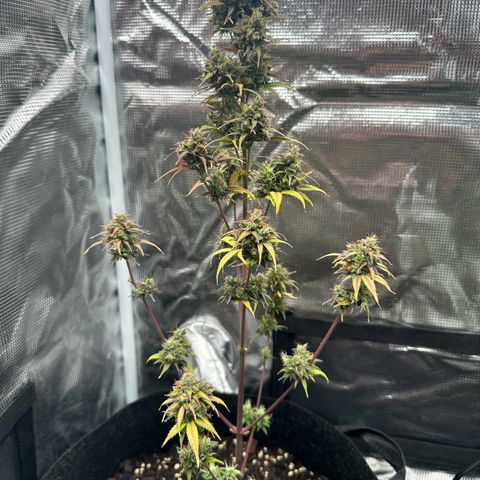 NLAF growlog timeline photo