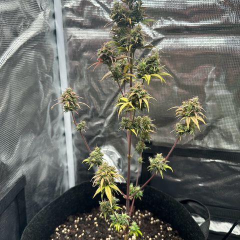 NLAF growlog timeline photo
