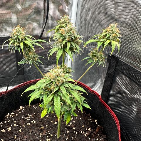 NLAF growlog timeline photo